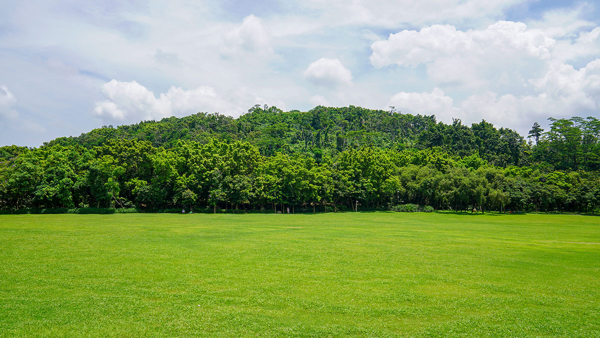 黑麥草種子 黑麥草種子