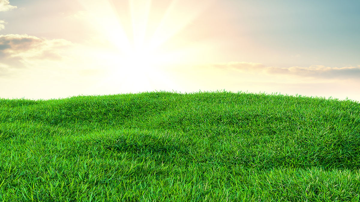 黑麥草種子 黑麥草種子