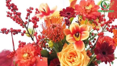 春節(jié)過節(jié)家里最適合擺哪些年宵花卉呢？