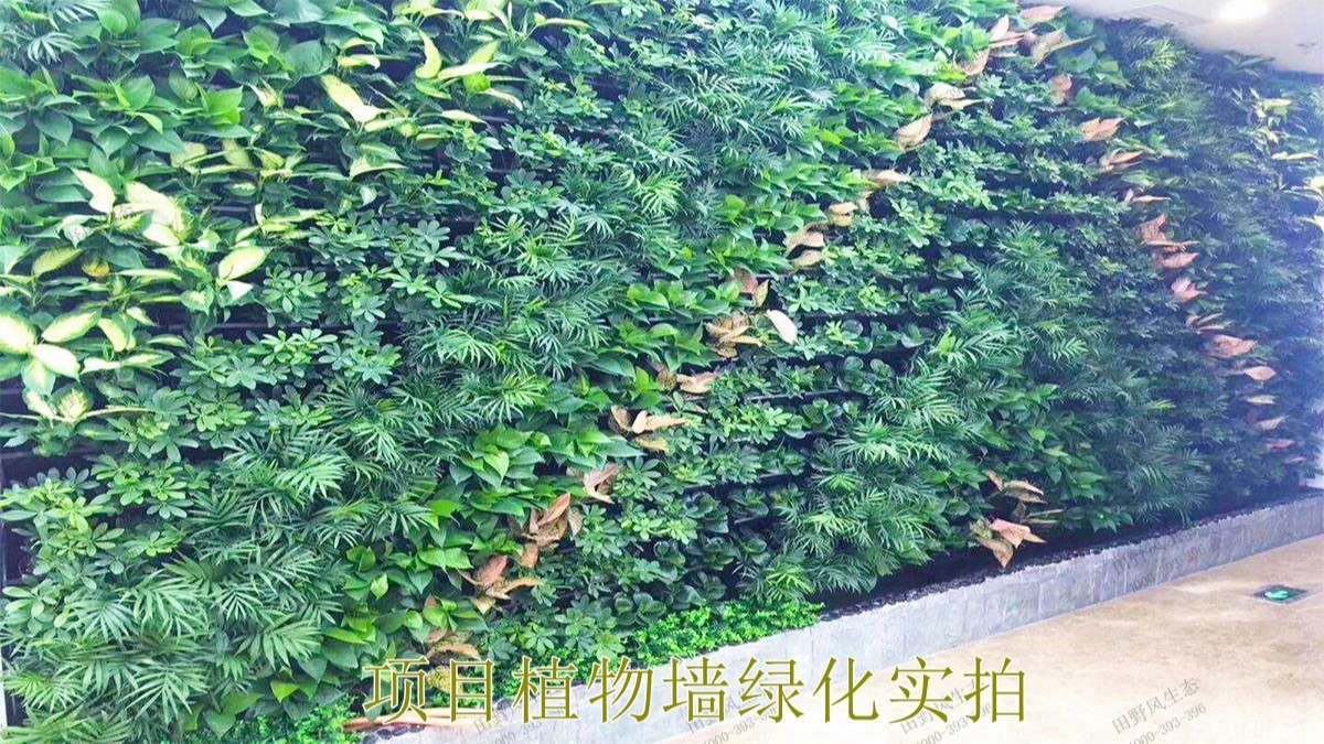 廣東省人民醫(yī)院綠植租擺合作案例展示 廣東省人民醫(yī)院綠植租擺合作案例展示