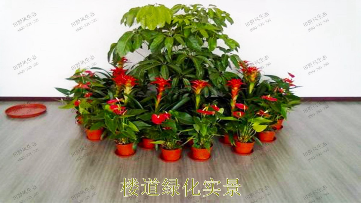 廣州市東泰化工有限公司綠植租賃案例 廣州市東泰化工有限公司綠植租賃案例