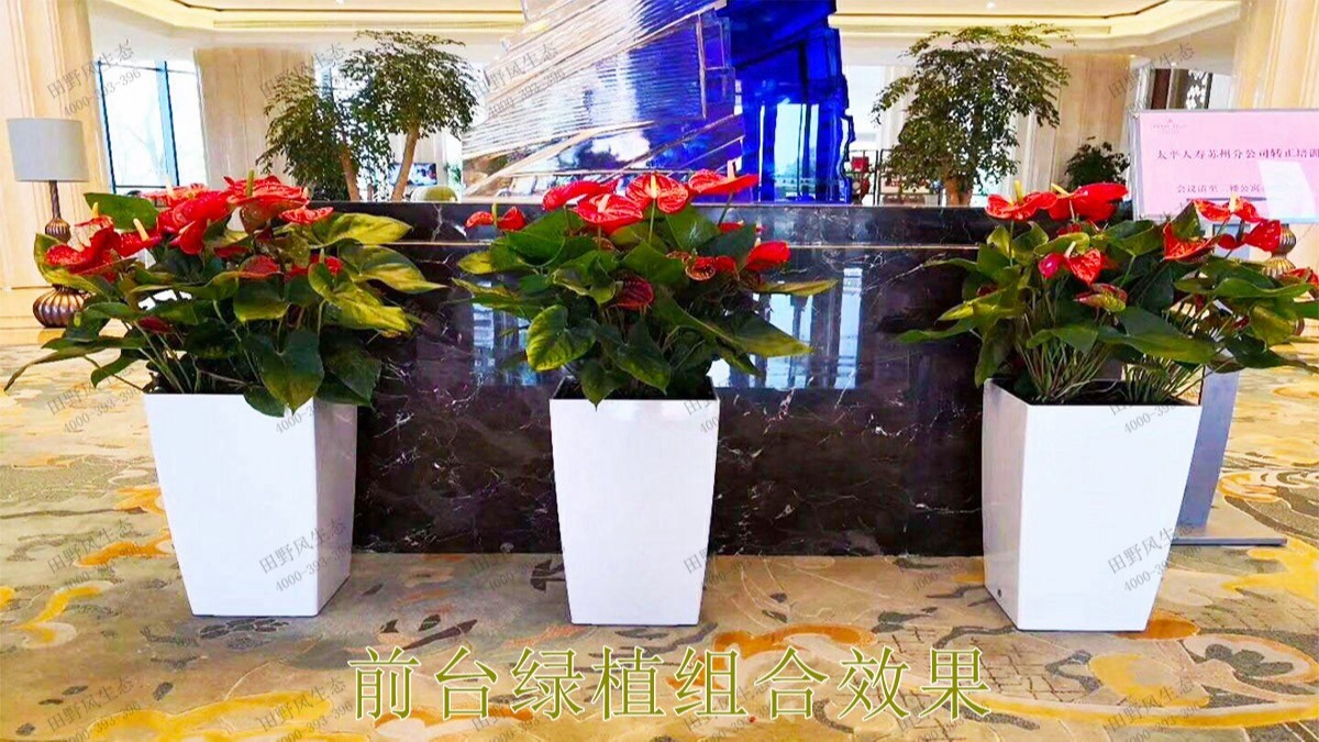 廣州市懷仁堂國醫(yī)植物花卉租擺合作 廣州市懷仁堂國醫(yī)植物花卉租擺合作