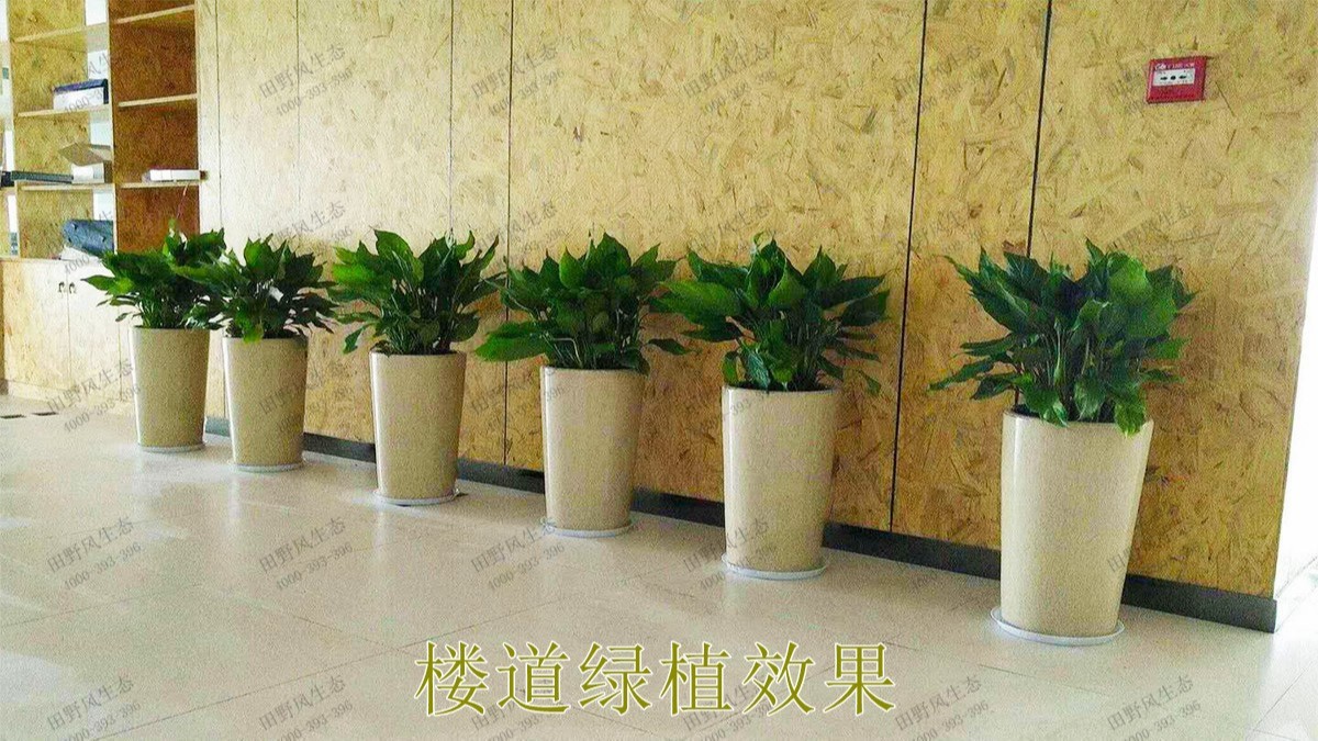 廣州市懷仁堂國醫(yī)植物花卉租擺合作 廣州市懷仁堂國醫(yī)植物花卉租擺合作