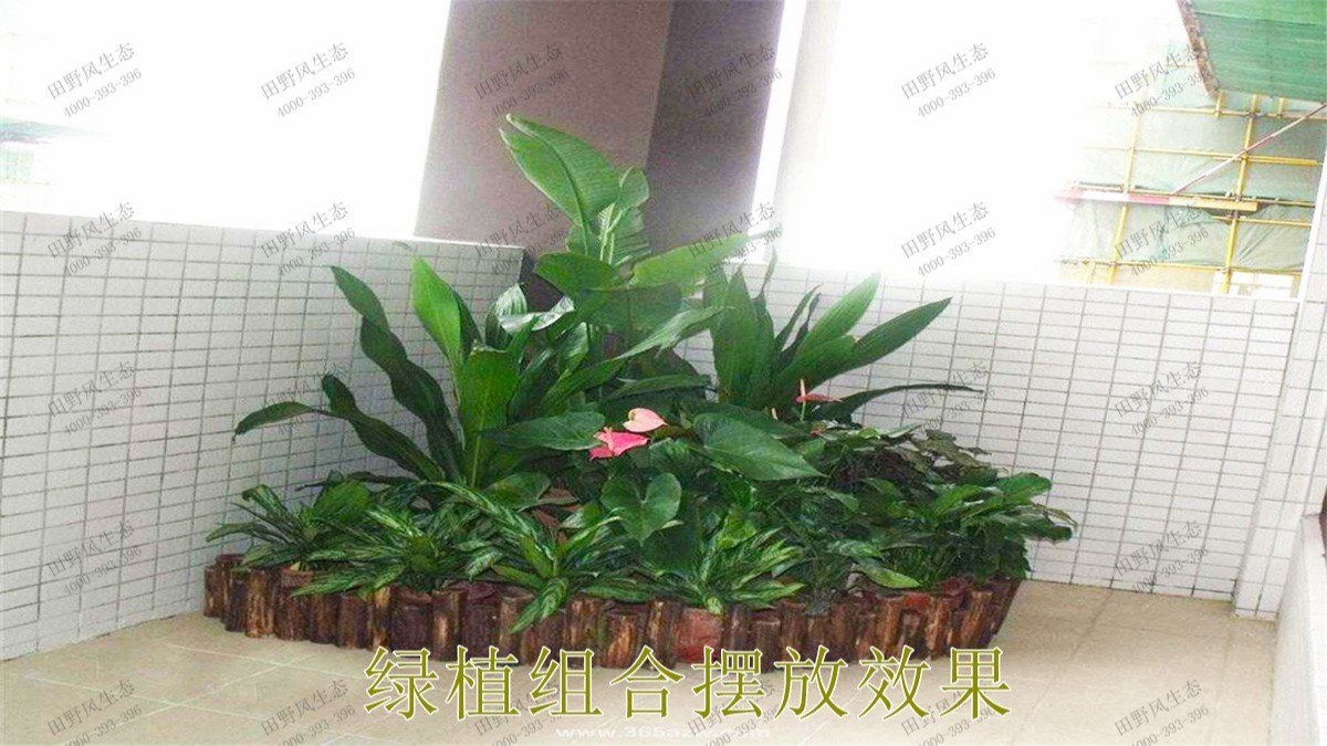 廣州市懷仁堂國醫(yī)植物花卉租擺合作 廣州市懷仁堂國醫(yī)植物花卉租擺合作