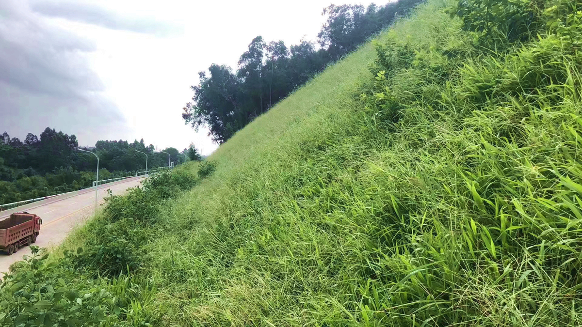廣東中山火炬新區(qū)道路邊坡復(fù)綠工程 廣東中山火炬新區(qū)道路邊坡復(fù)綠工程