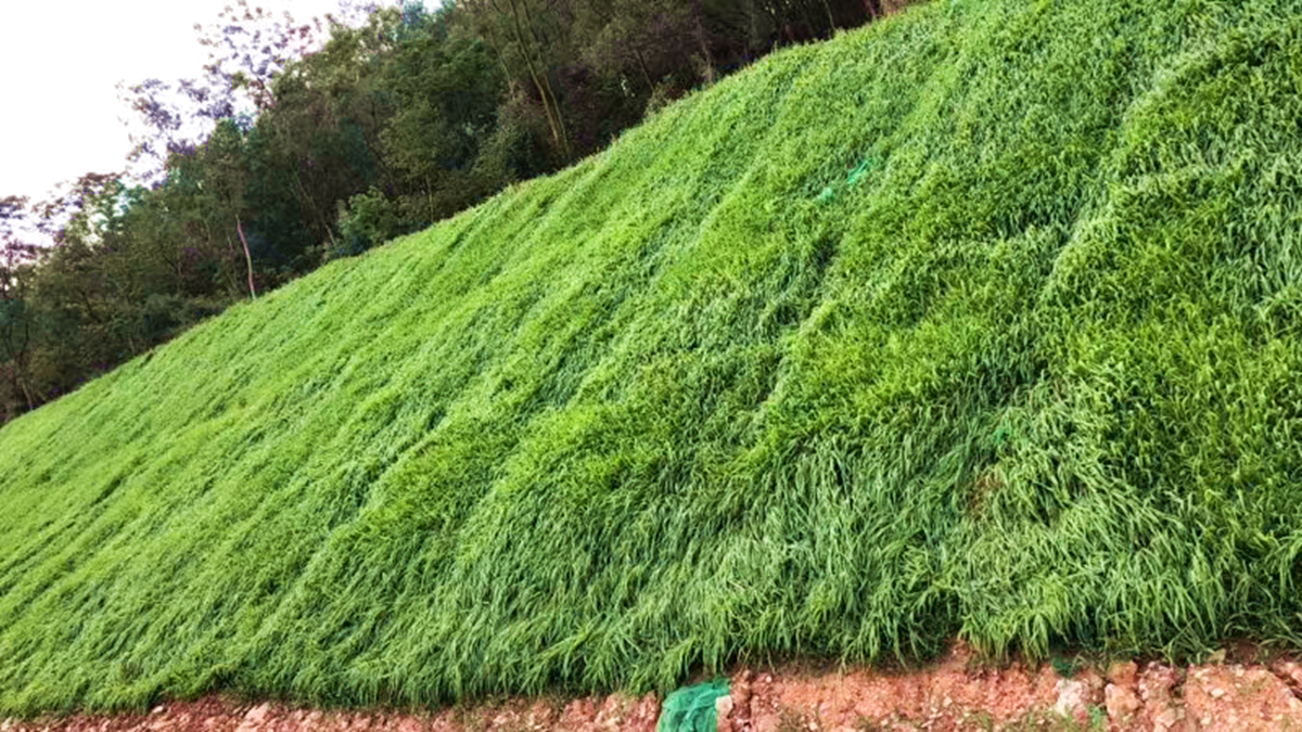 廣東中山火炬新區(qū)道路邊坡復(fù)綠工程 廣東中山火炬新區(qū)道路邊坡復(fù)綠工程