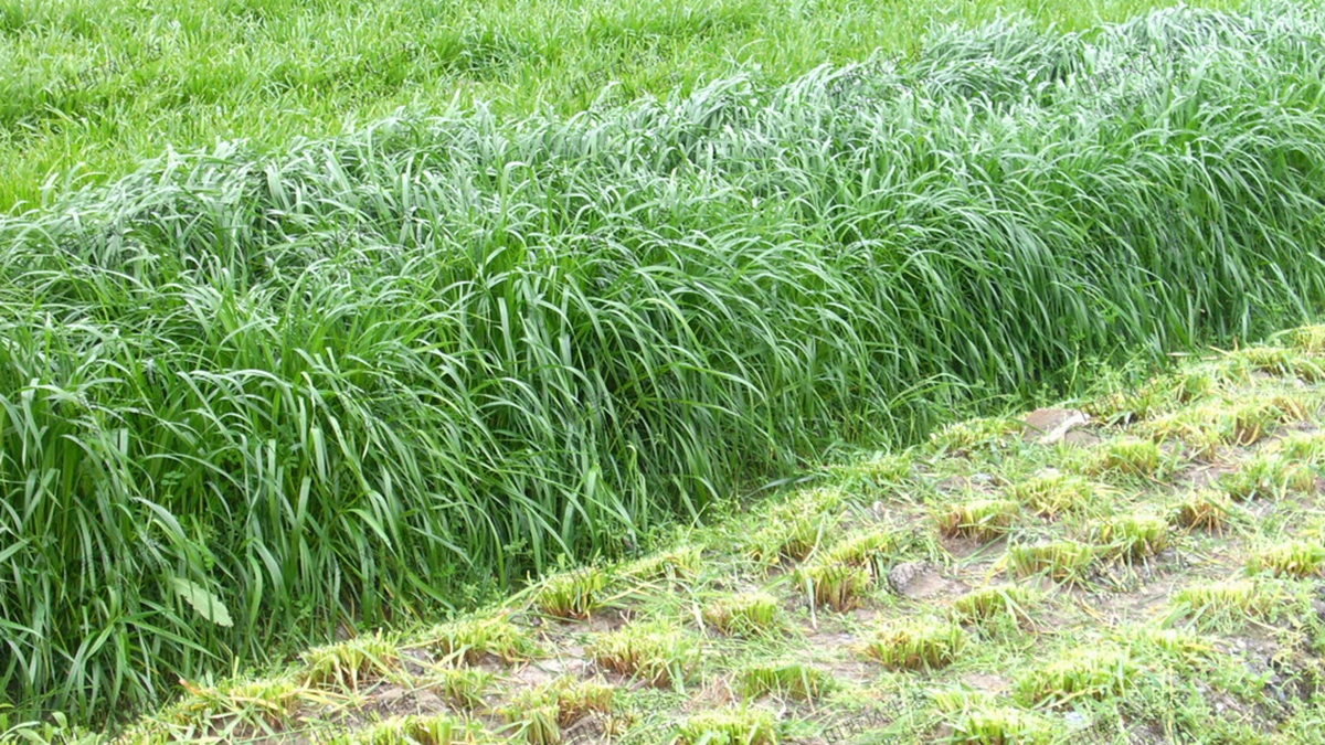 一年生黑麥草種子播種后多久可以收割？