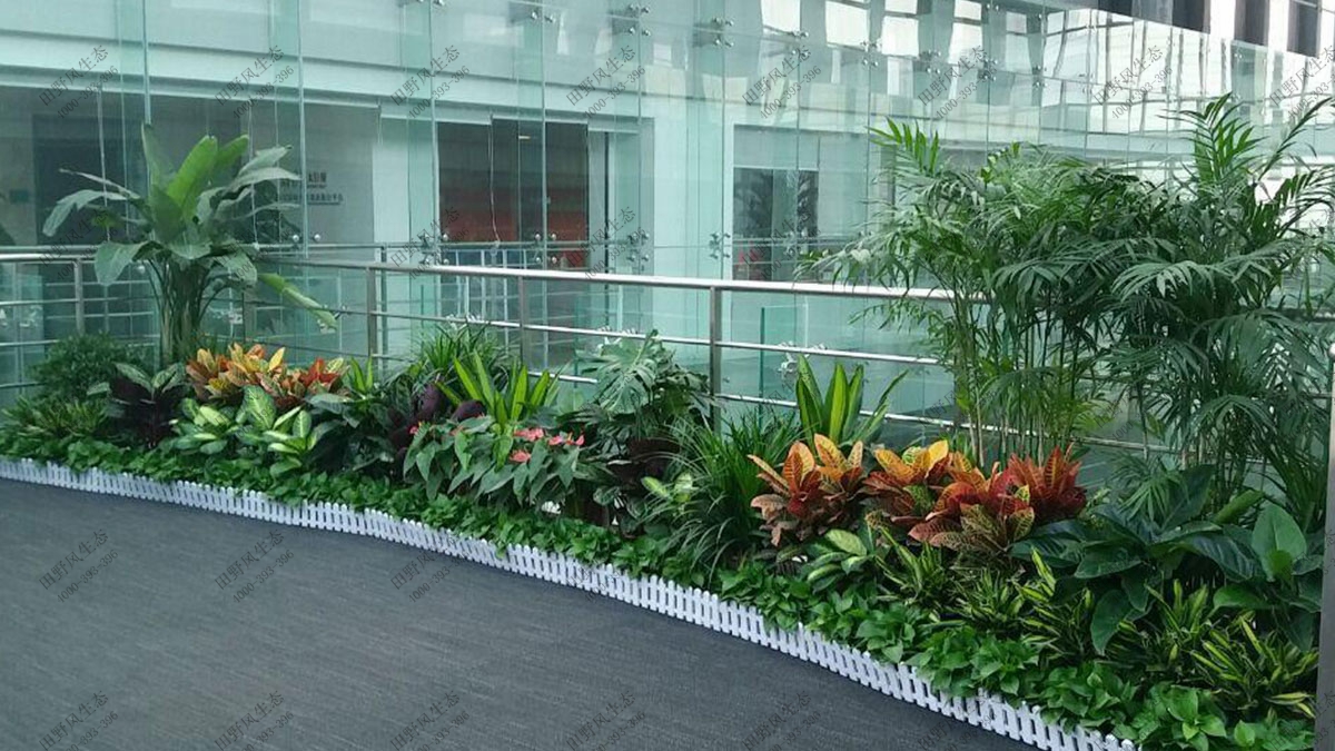 商場(chǎng)植物花卉組合租擺,植物租擺 商場(chǎng)植物花卉組合租擺,植物租擺