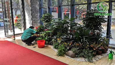 綠植組合景觀租賃，感謝創(chuàng)境匯盈科智谷客戶(hù)信賴(lài)！