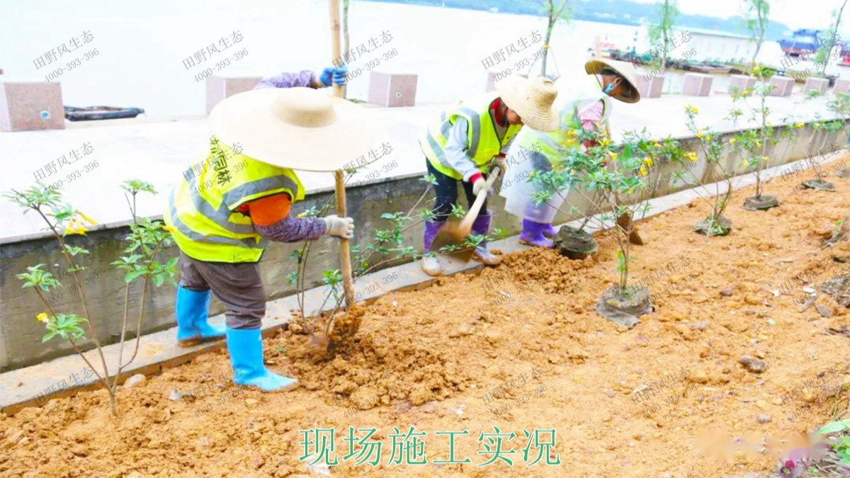 廣寧縣和漫水河道湖泊護坡綠化 廣寧縣和漫水河道湖泊護坡綠化