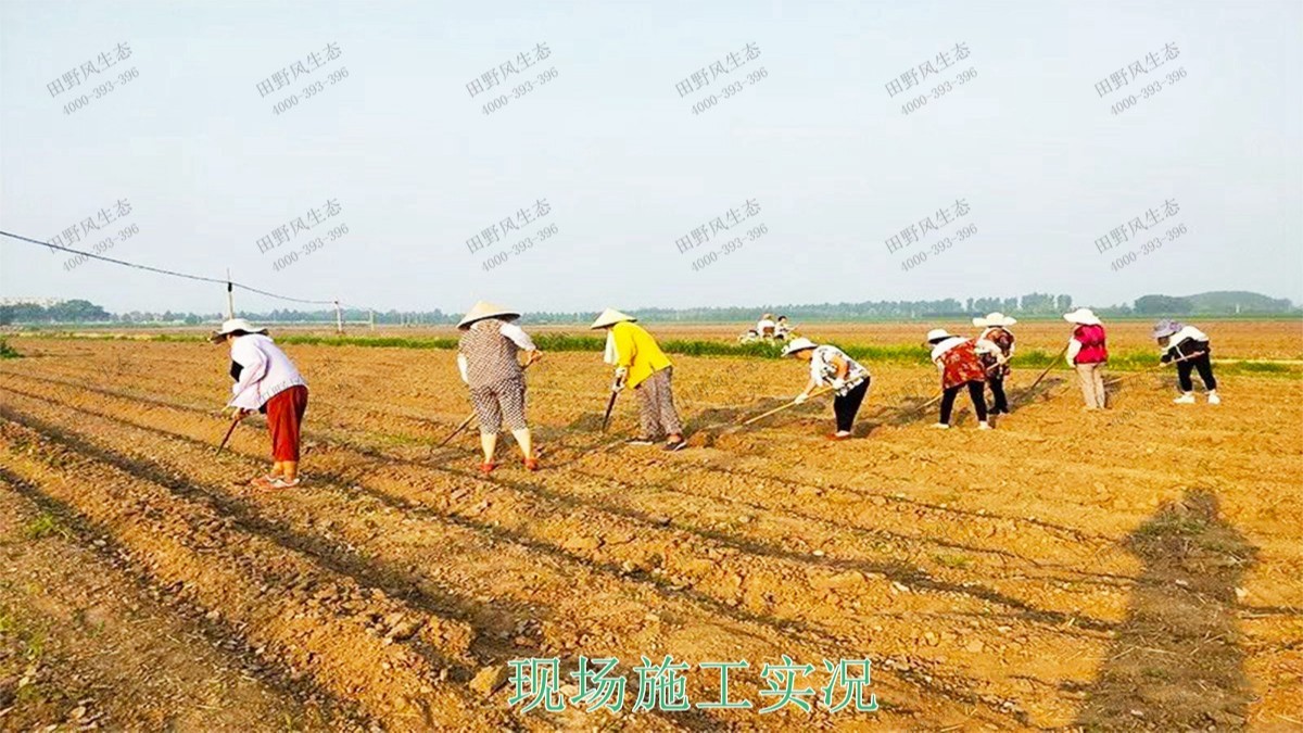 廣西百色市景區(qū)花海種植 廣西百色市景區(qū)花海種植