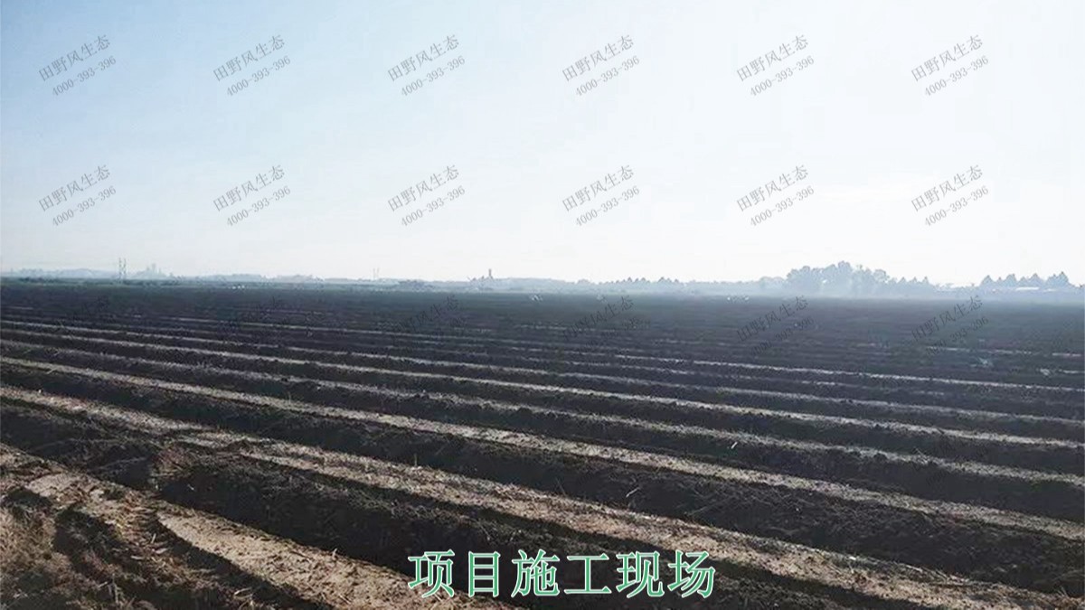 廣西北海市景區(qū)花海工程 廣西北海市景區(qū)花海工程