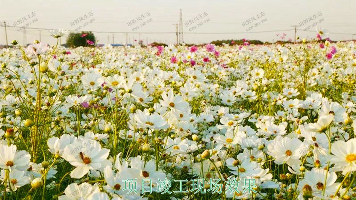 廣西北海市景區(qū)花海工程 廣西北海市景區(qū)花海工程