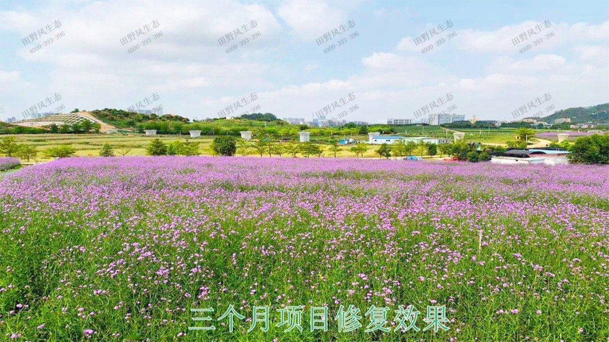 廣西北海市景區(qū)花海工程 廣西北海市景區(qū)花海工程