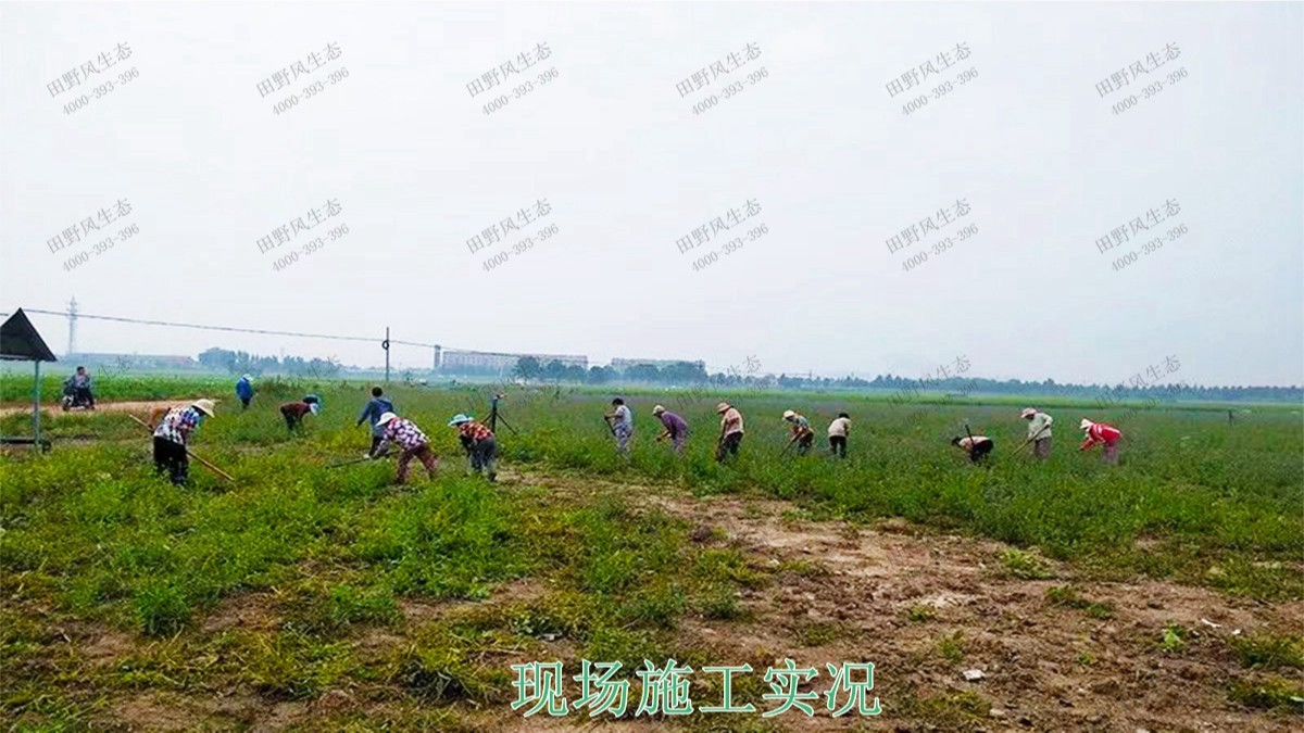 廣西蒙山縣景區(qū)花海工程 廣西蒙山縣景區(qū)花海工程