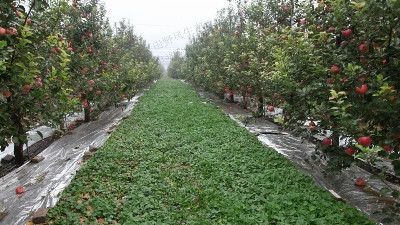 都說果園生草好，果園種植草種子有什么作用？