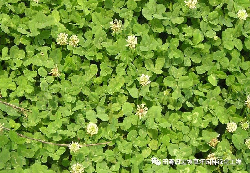 微信圖片_20200605085946 微信圖片_20200605085946