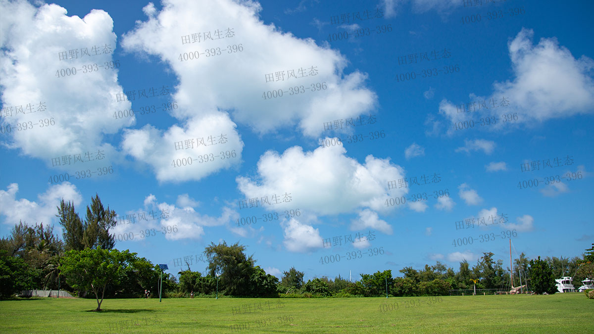 百慕大草籽 百慕大草籽