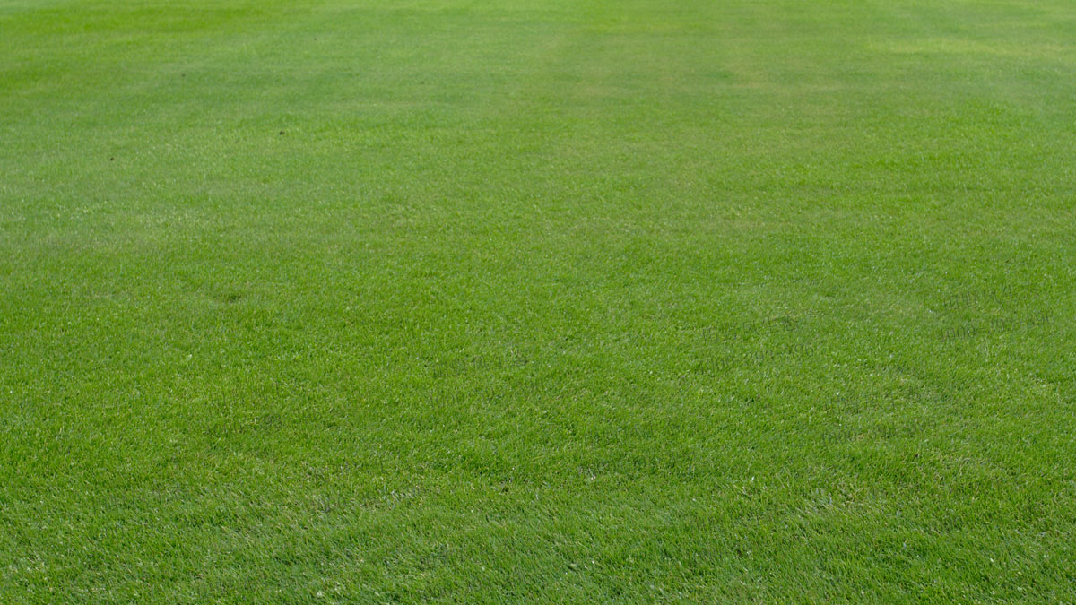 百慕大草籽 百慕大草籽