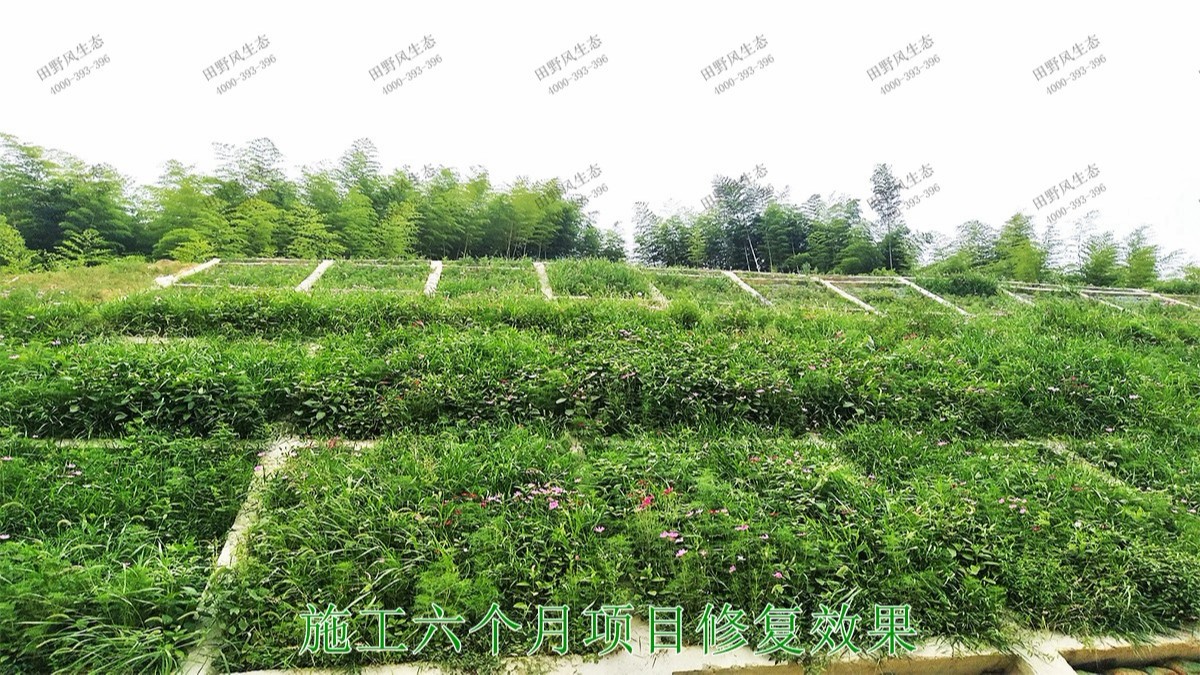 汕湛高建揭博段高速公路邊坡復(fù)綠 汕湛高建揭博段高速公路邊坡復(fù)綠