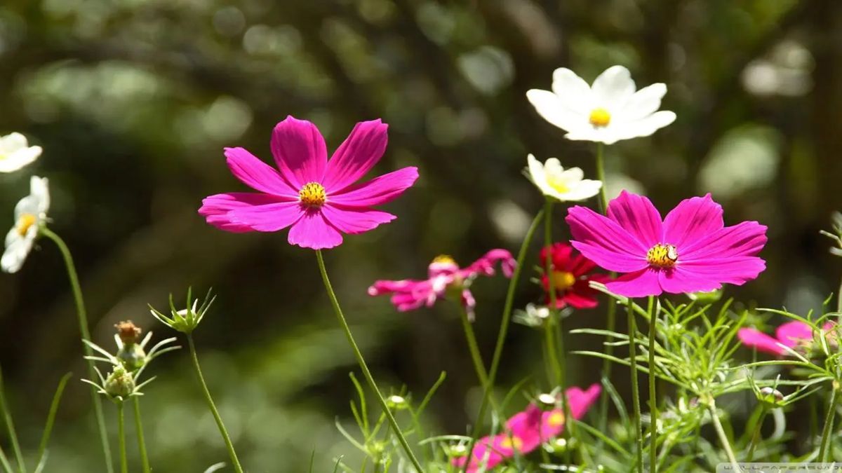 波斯菊種子 波斯菊種子