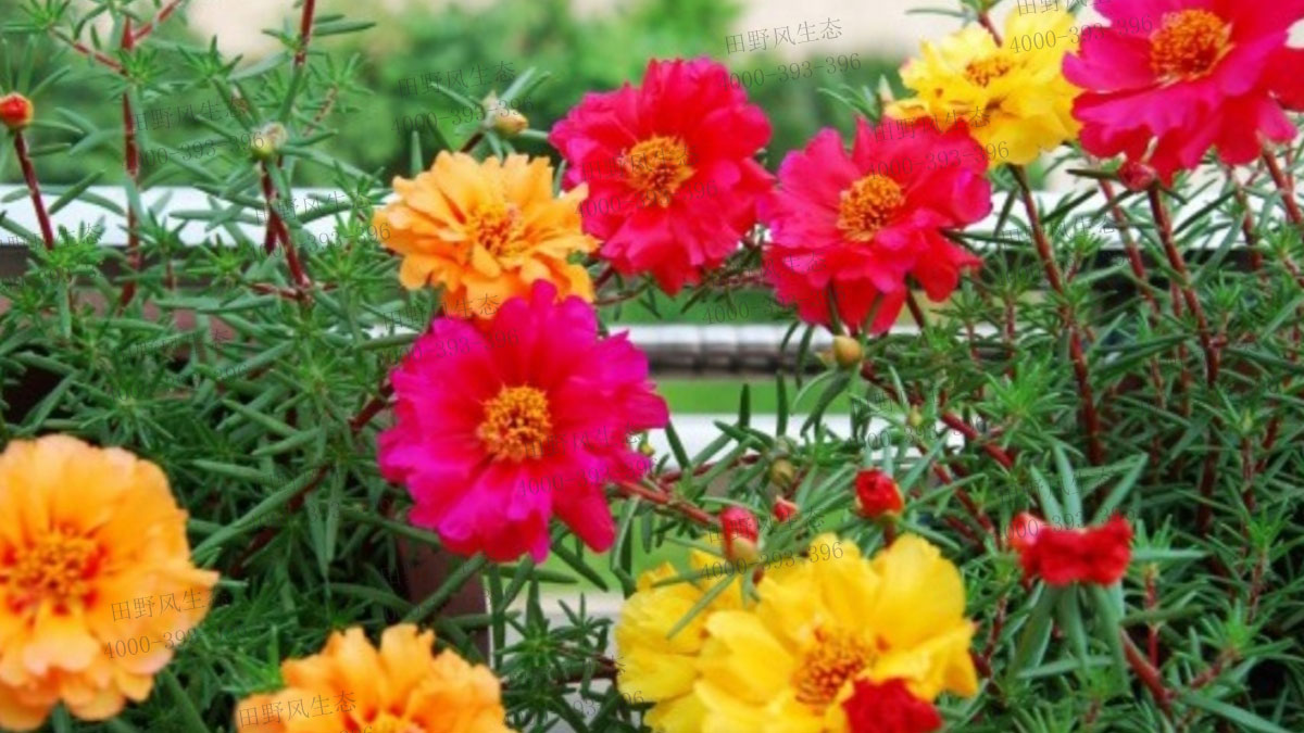 太陽花種子 太陽花種子