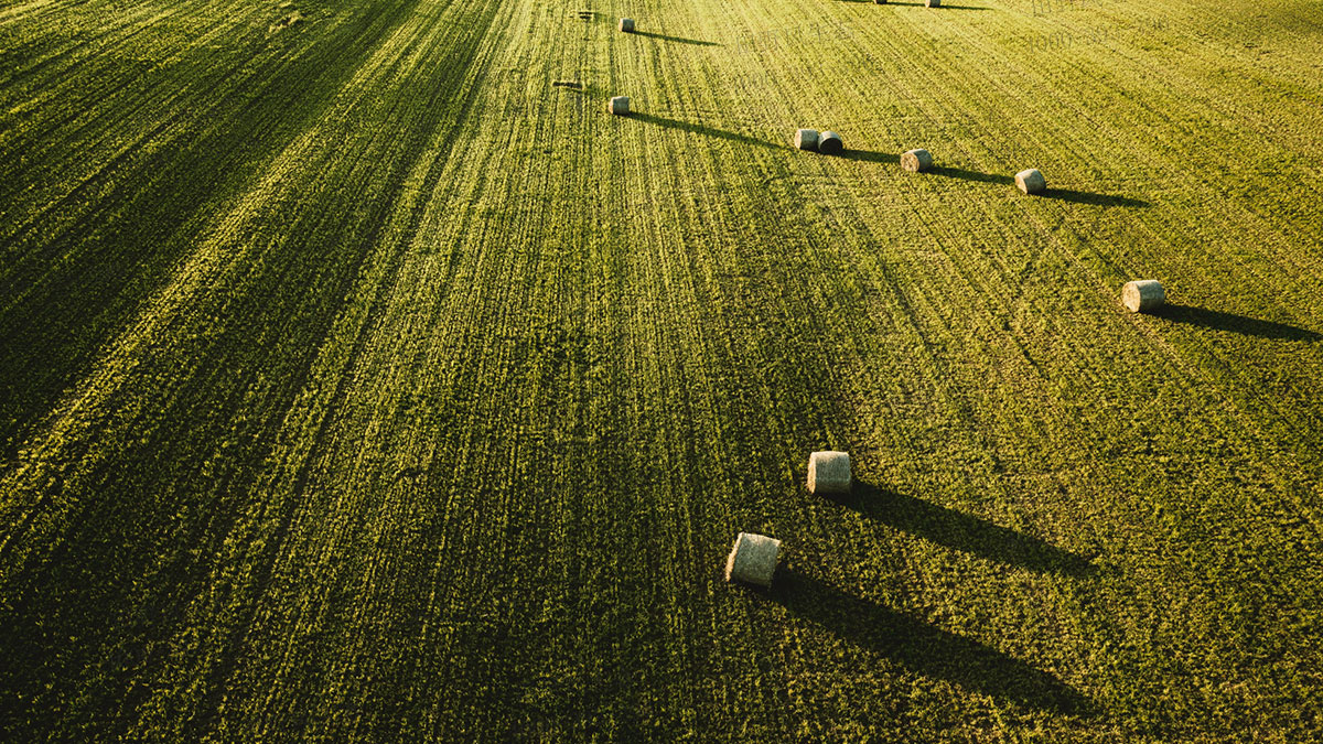 狗牙根草坪 狗牙根草坪