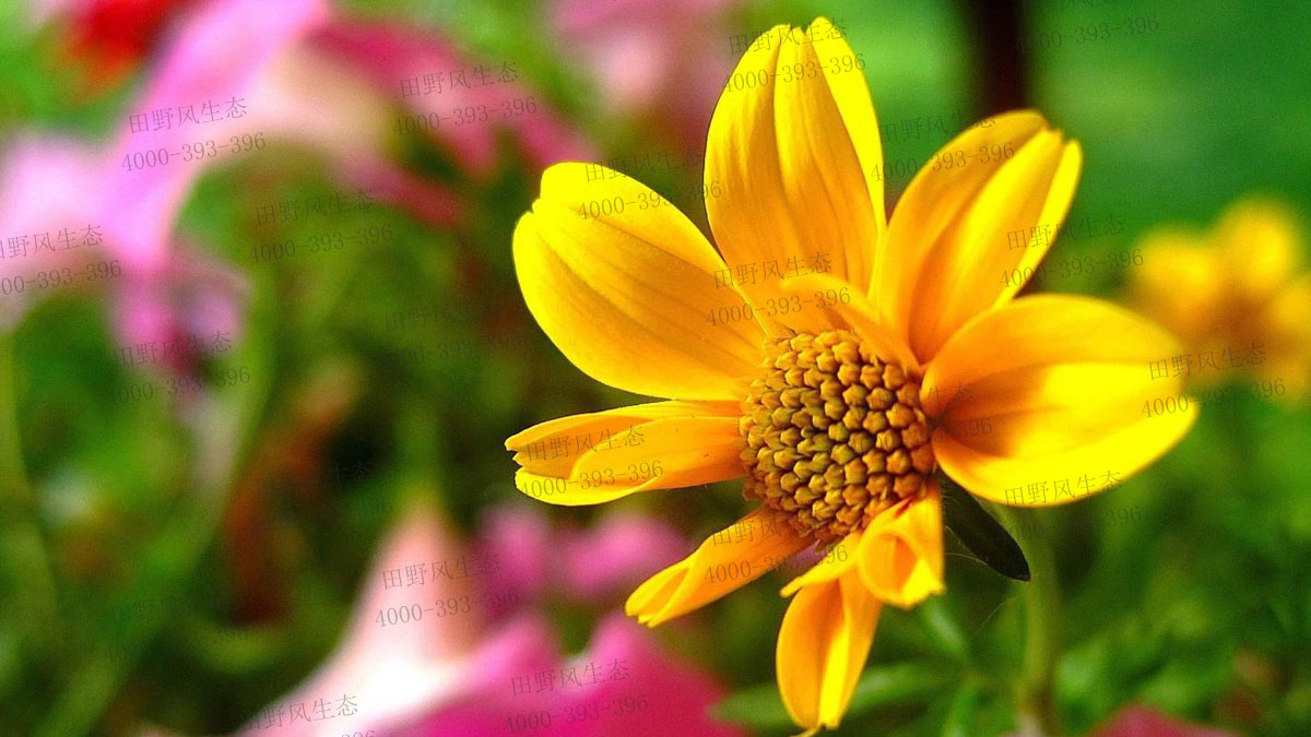 太陽花種子 太陽花種子