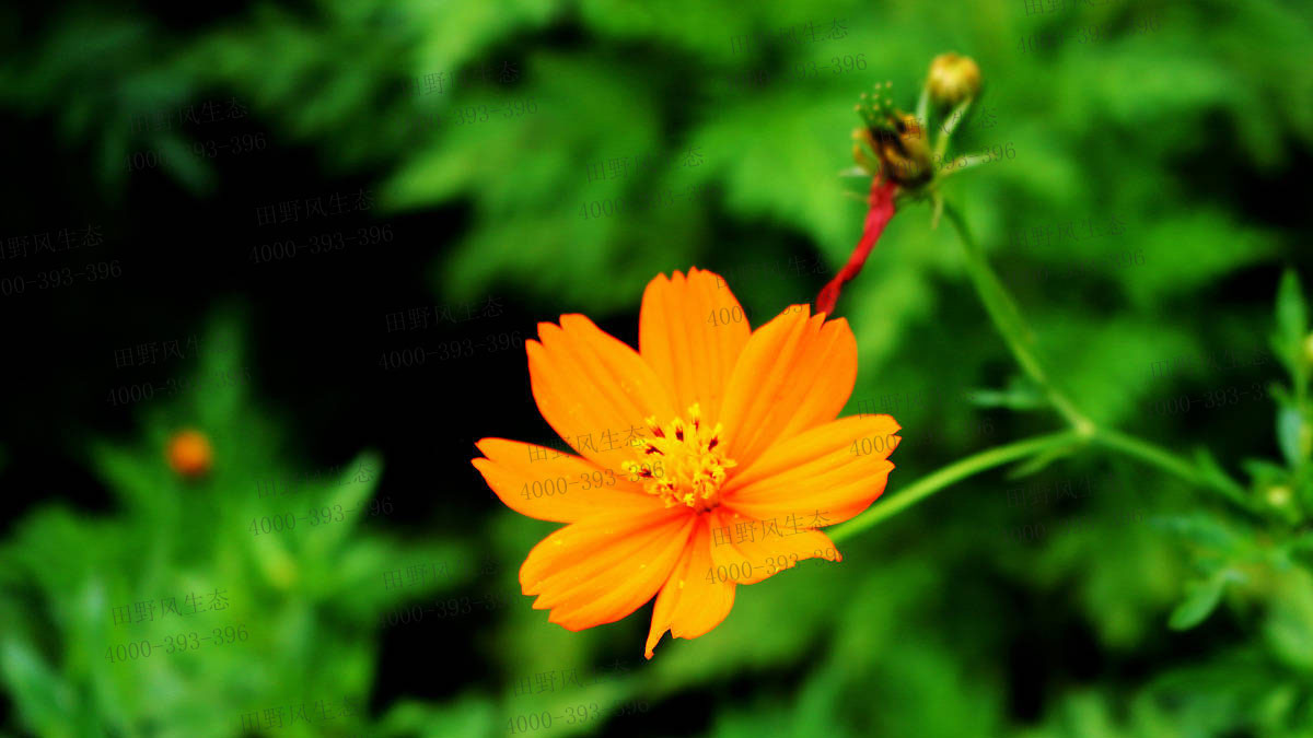 太陽花種子 太陽花種子