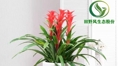送你一朵小紅花，年前養(yǎng)這些年花”寓意紅紅火火、喜慶吉祥！