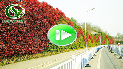 園林市政景觀視頻