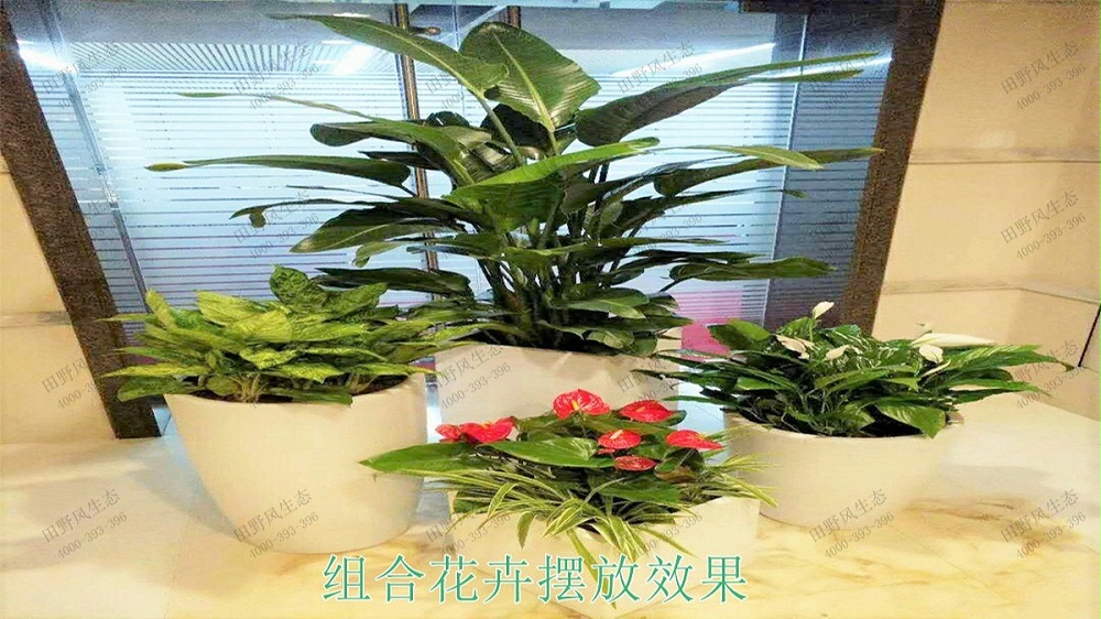 室內(nèi)盆栽租擺,中鐵二十五局集團綠化租擺案例 室內(nèi)盆栽租擺,中鐵二十五局集團綠化租擺案例