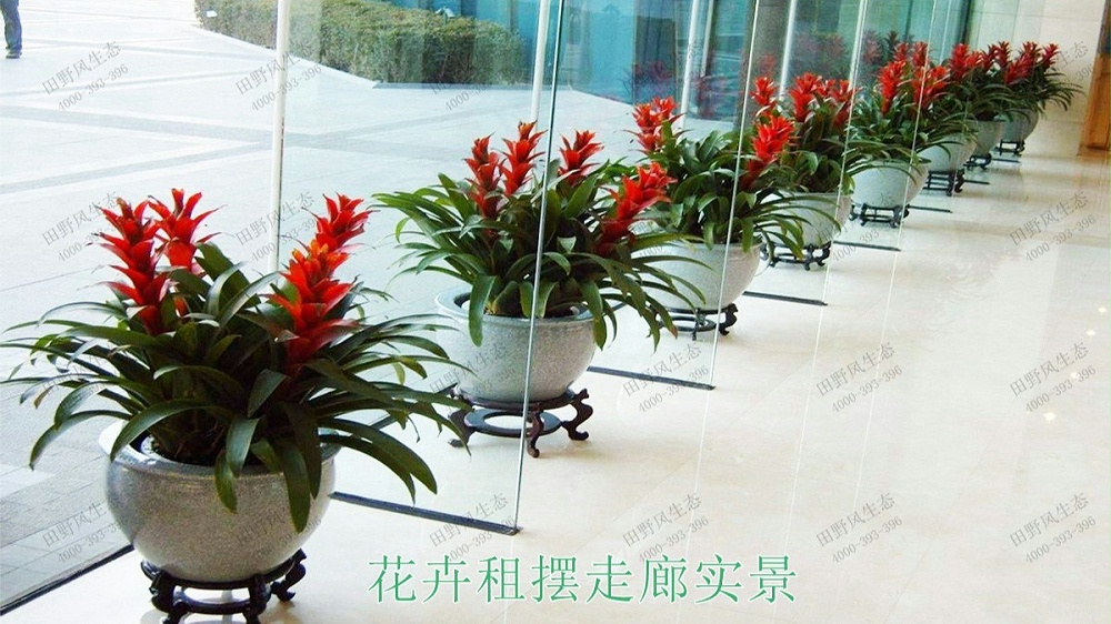 室內(nèi)盆栽租擺,中鐵二十五局集團綠化租擺案例 室內(nèi)盆栽租擺,中鐵二十五局集團綠化租擺案例