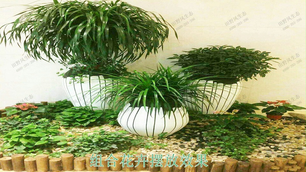 室內(nèi)盆栽租擺,中鐵二十五局集團綠化租擺案例 室內(nèi)盆栽租擺,中鐵二十五局集團綠化租擺案例