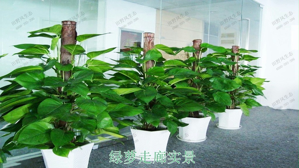 室內(nèi)盆栽租擺,中鐵二十五局集團綠化租擺案例 室內(nèi)盆栽租擺,中鐵二十五局集團綠化租擺案例