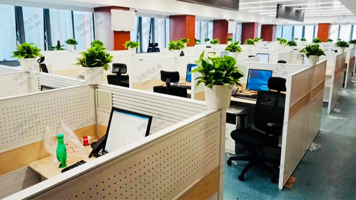 廣州國(guó)際工程公司綠植租賃案例 廣州國(guó)際工程公司綠植租賃案例