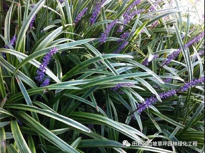 微信圖片_20200601112544 微信圖片_20200601112544