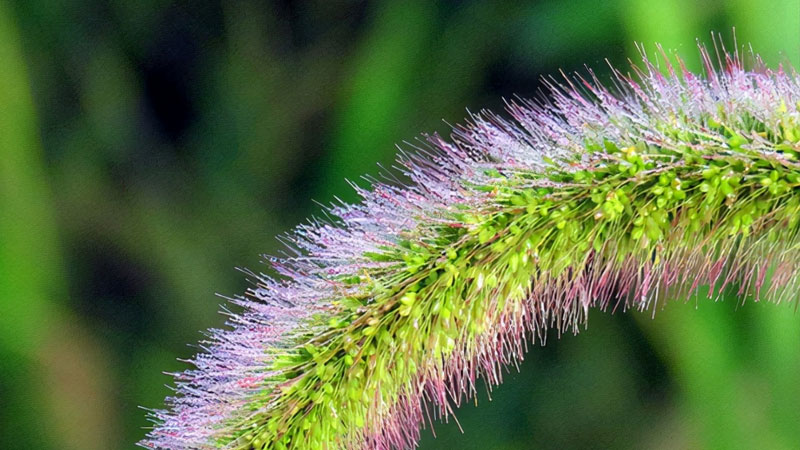 狗尾巴草 狗尾巴草