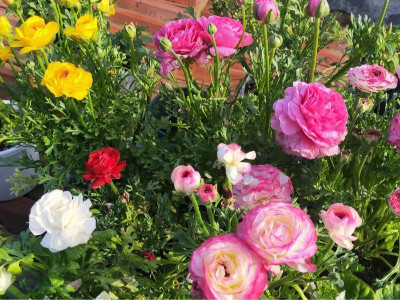 什么花種子容易種活？