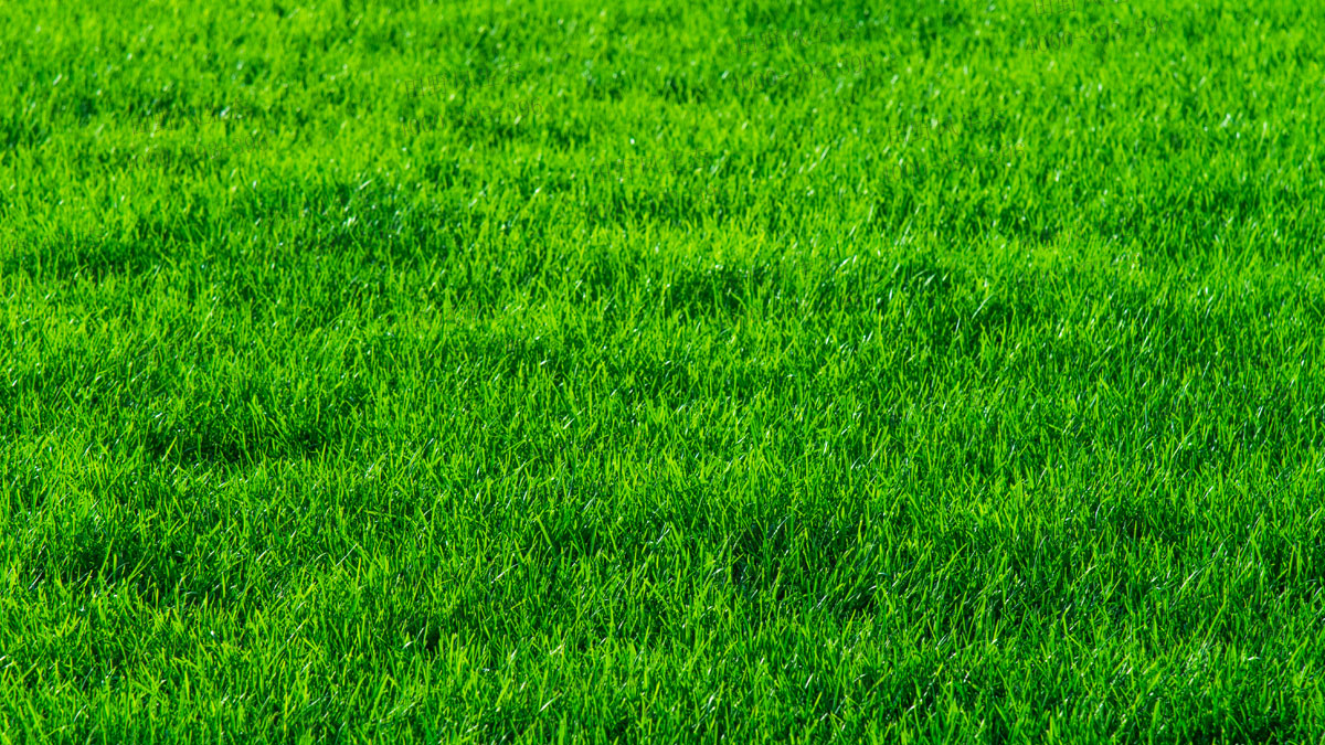 狗牙根草籽播種方法