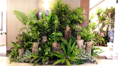 辦公室綠植養(yǎng)護(hù)用什么盆栽好？