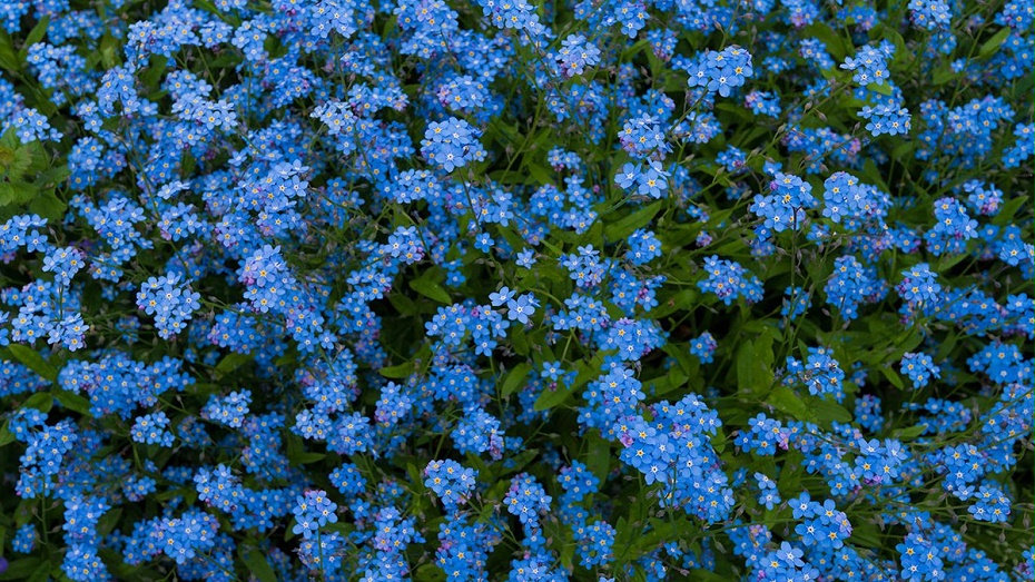 勿忘草花卉花種子