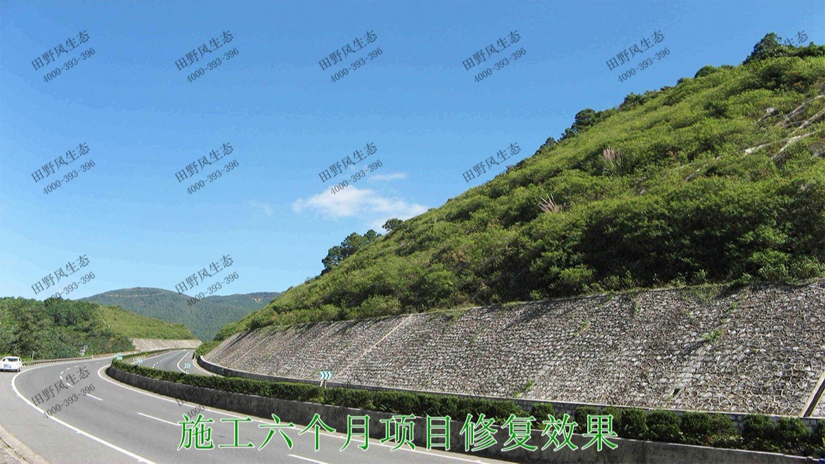 武深高速?gòu)V東段高速公路邊坡噴草 武深高速?gòu)V東段高速公路邊坡噴草
