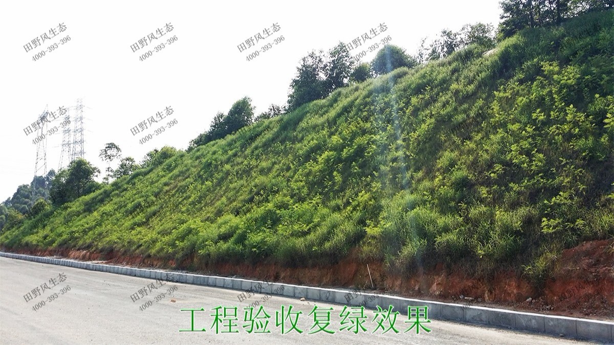 潮惠高速揭陽(yáng)段高速公路邊坡植草 潮惠高速揭陽(yáng)段高速公路邊坡植草