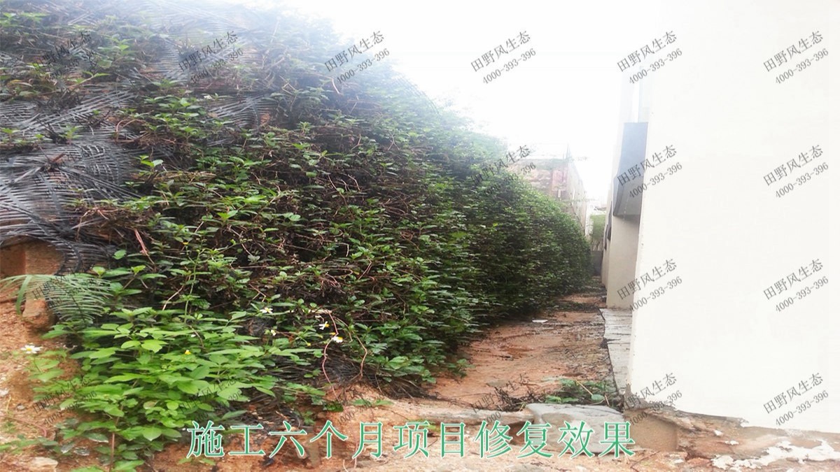 廣東清遠(yuǎn)美林基業(yè)地產(chǎn)邊坡復(fù)綠 廣東清遠(yuǎn)美林基業(yè)地產(chǎn)邊坡復(fù)綠