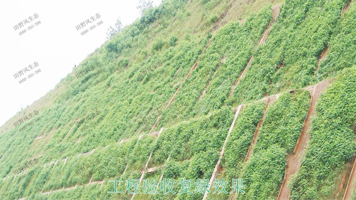 廣東清遠(yuǎn)美林基業(yè)地產(chǎn)邊坡復(fù)綠 廣東清遠(yuǎn)美林基業(yè)地產(chǎn)邊坡復(fù)綠