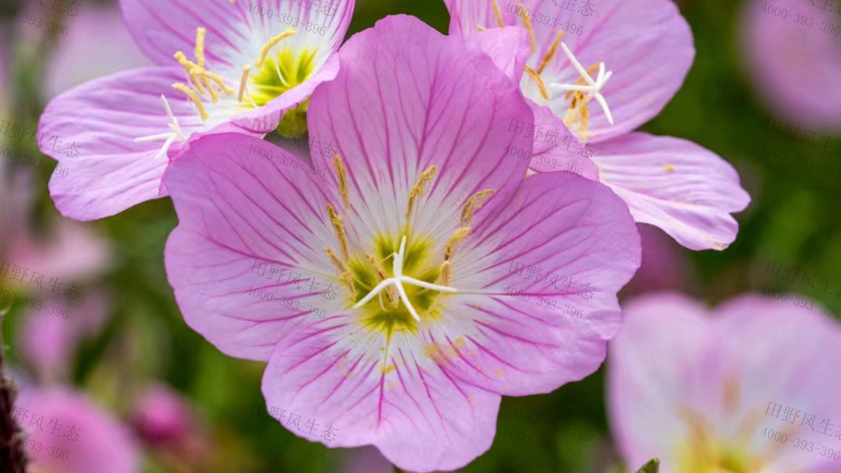 月見草種子 月見草種子