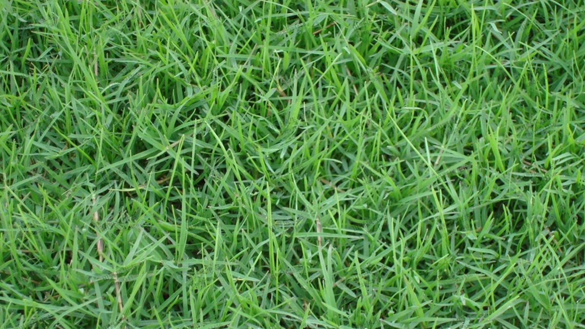 狗牙根草種能在我國北方種植嗎？