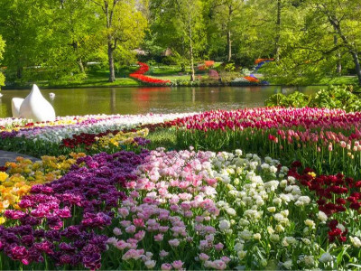 公園野花組合有什么花種子呢？