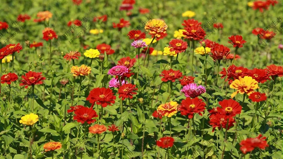 四季花開的花種子批發(fā)